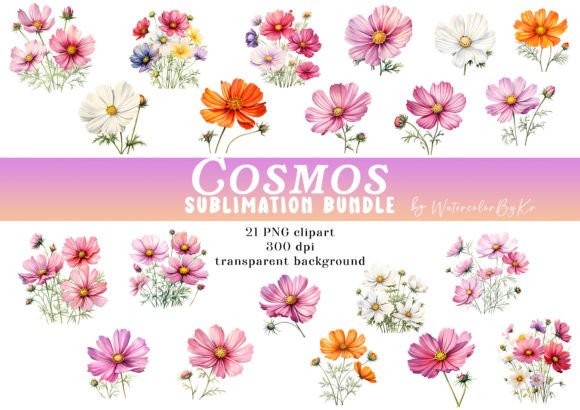 Download Watercolor Cosmos Flower Bundle Clipart - Premium Resources